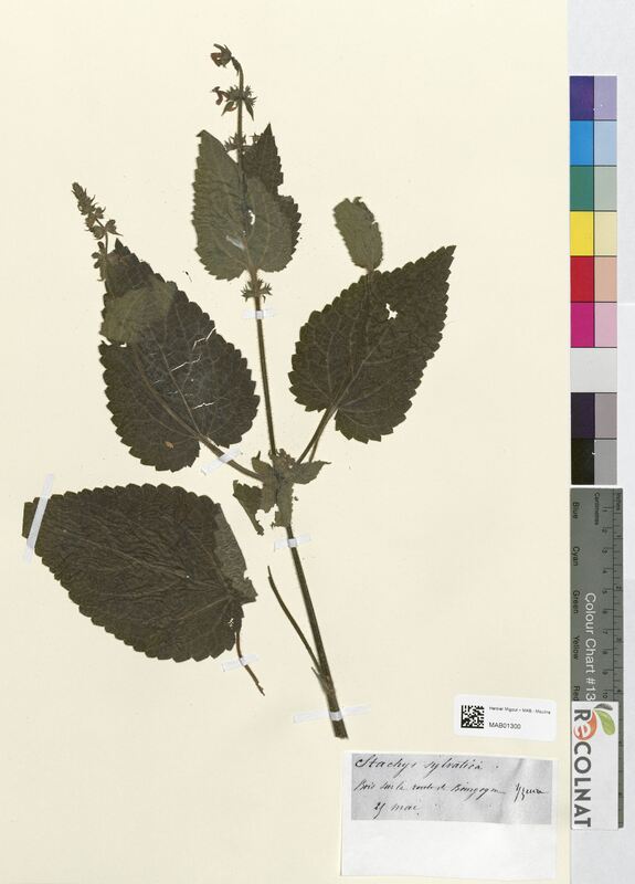 Stachys sylvatica (Lamiaceae)
