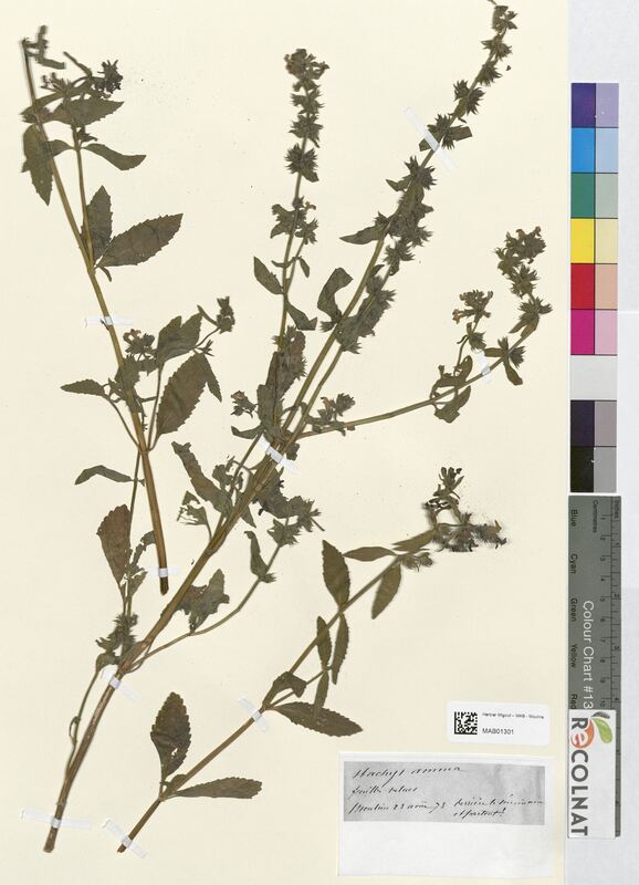 Stachys annua (Lamiaceae)