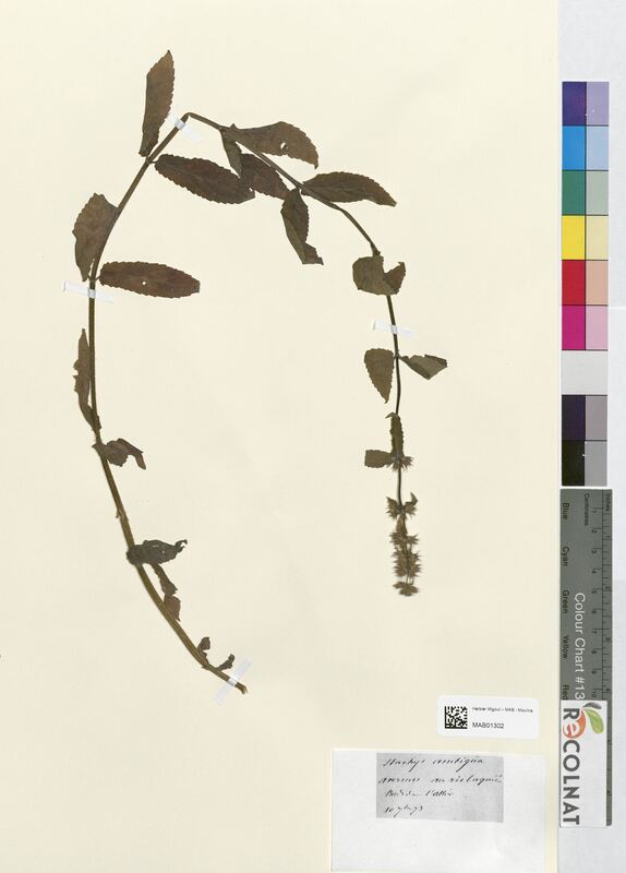 Stachys ambigua (Lamiaceae)