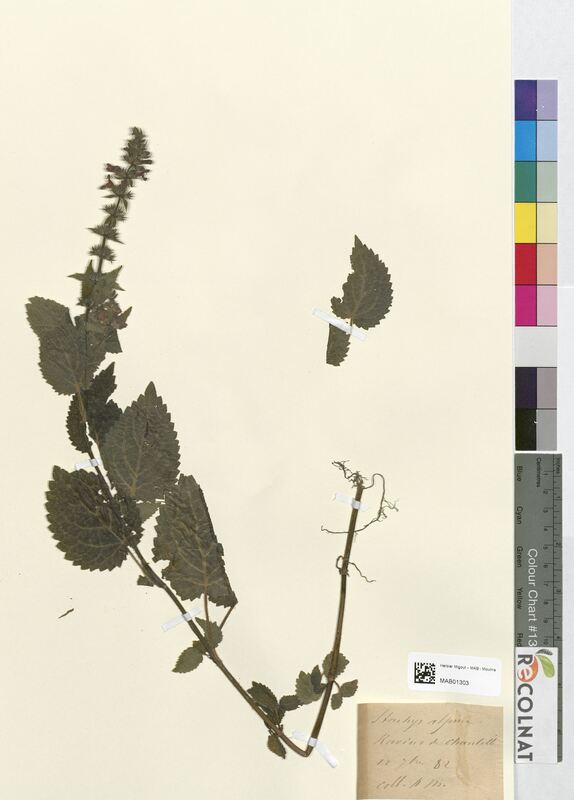 Stachys alpina (Lamiaceae)