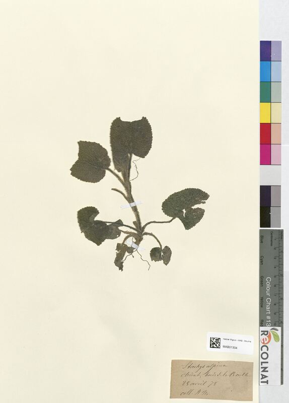 Stachys alpina (Lamiaceae)