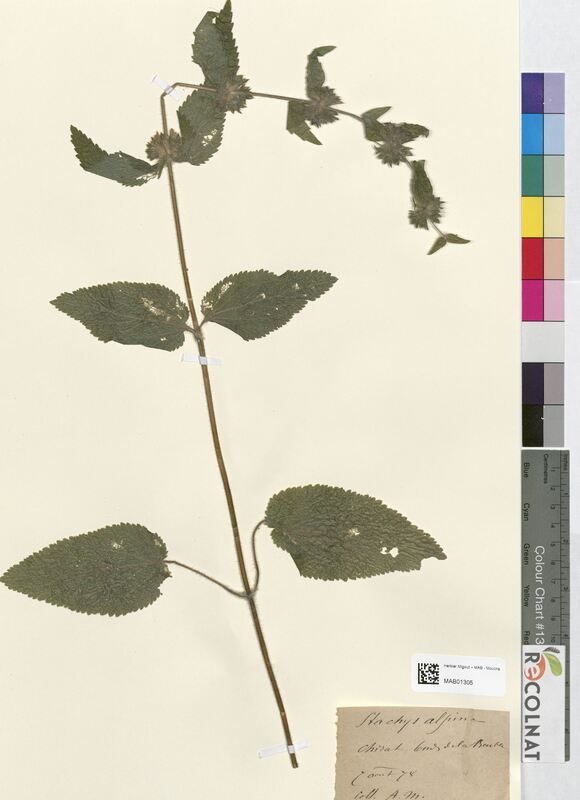 Stachys alpina (Lamiaceae)