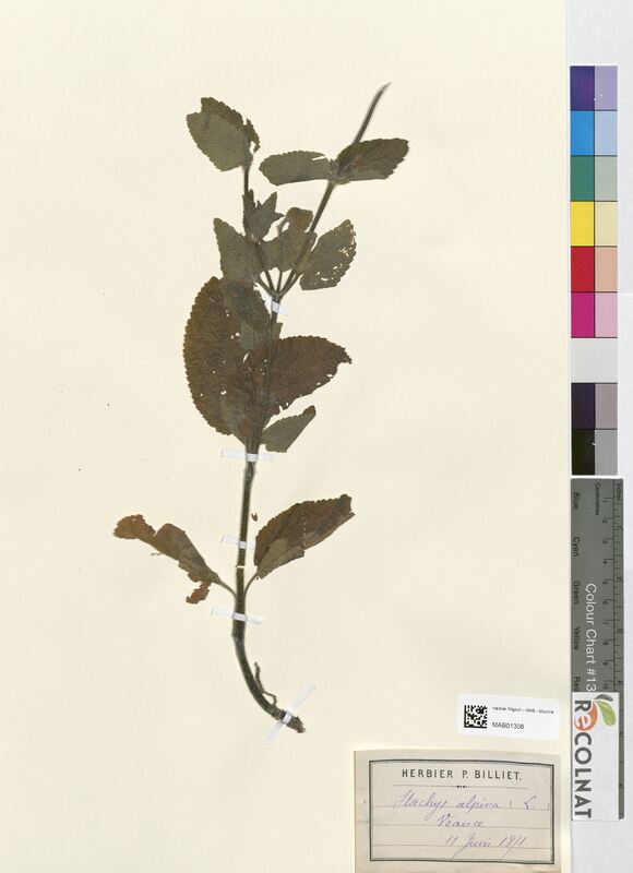 Stachys alpina (Lamiaceae)