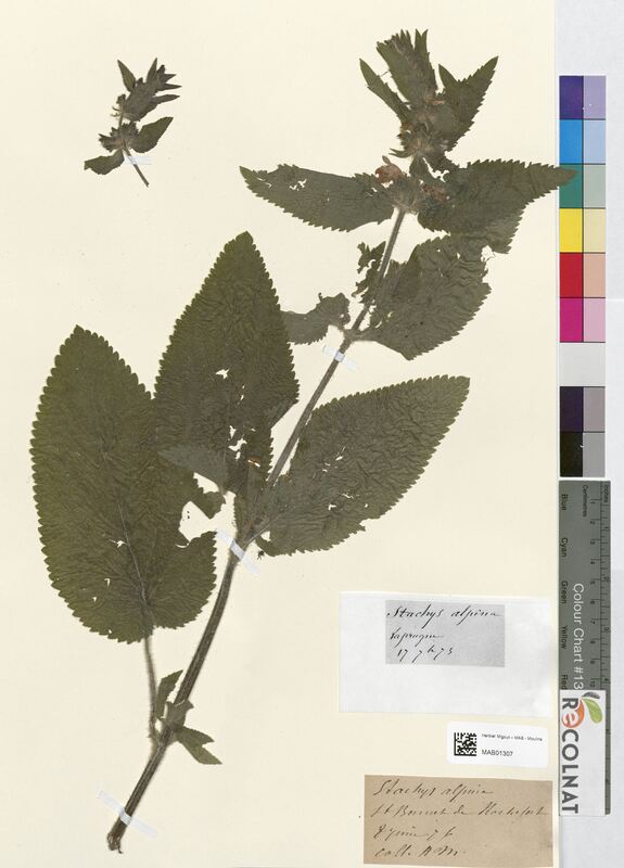 Stachys alpina (Lamiaceae)