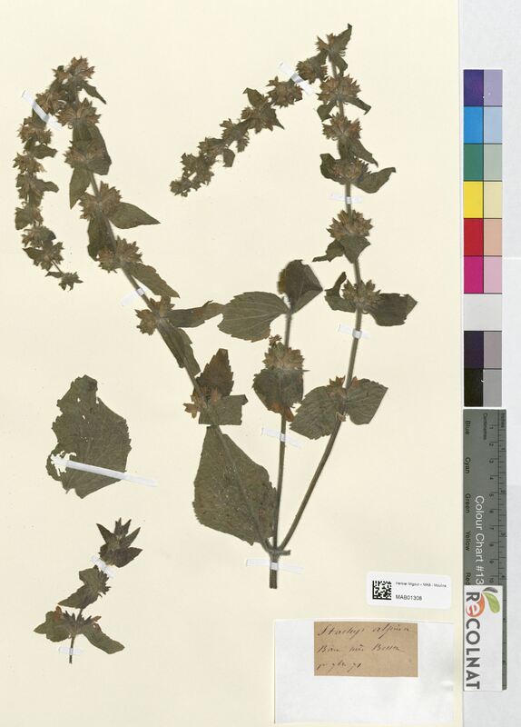 Stachys alpina (Lamiaceae)