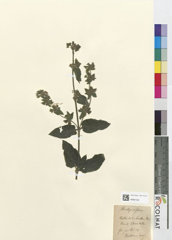 Stachys alpina (Lamiaceae)