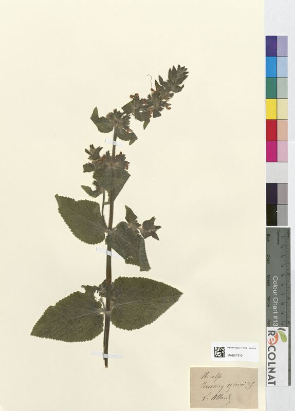 Stachys alpina (Lamiaceae)
