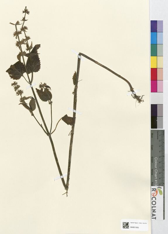 Stachys alpina (Lamiaceae)