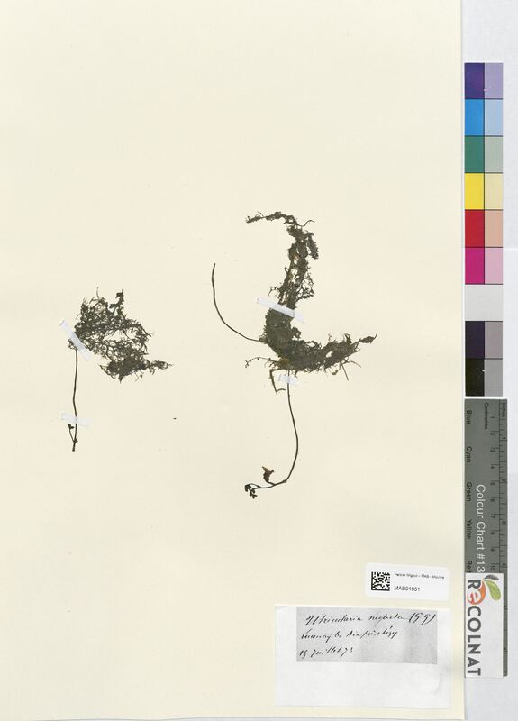 Utricularia neglecta (Lentibulariaceae)