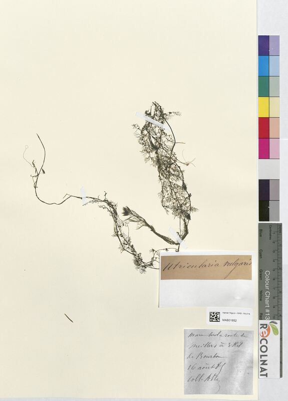 Utricularia vulgaris (Lentibulariaceae)