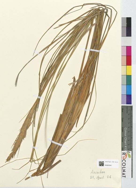 Psamma arenaria (Poaceae)