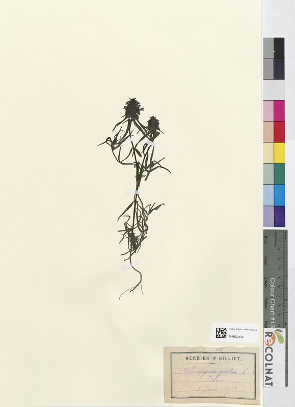 Melampyrum cristatum (Scrophulariaceae)