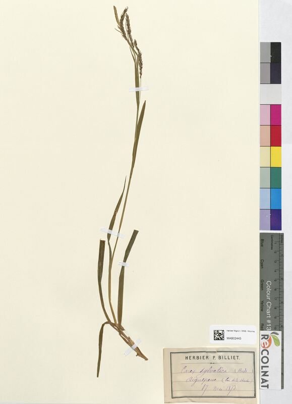 Carex sylvatica (Cyperaceae)