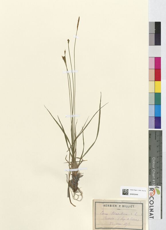 Carex tomentosa (Cyperaceae)