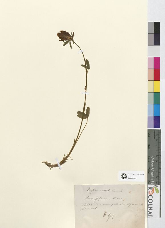 Trifolium ochroleucum (Fabaceae)