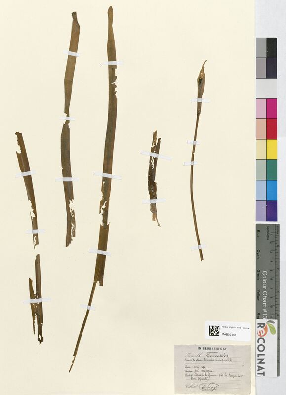 Narcissus incomparabilis (Amaryllidaceae)