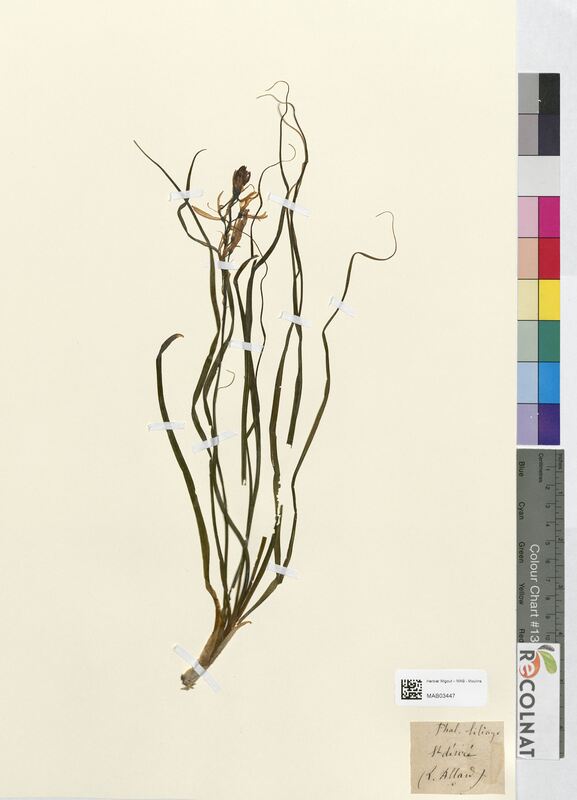 Salvia verbenaca (Lamiaceae)