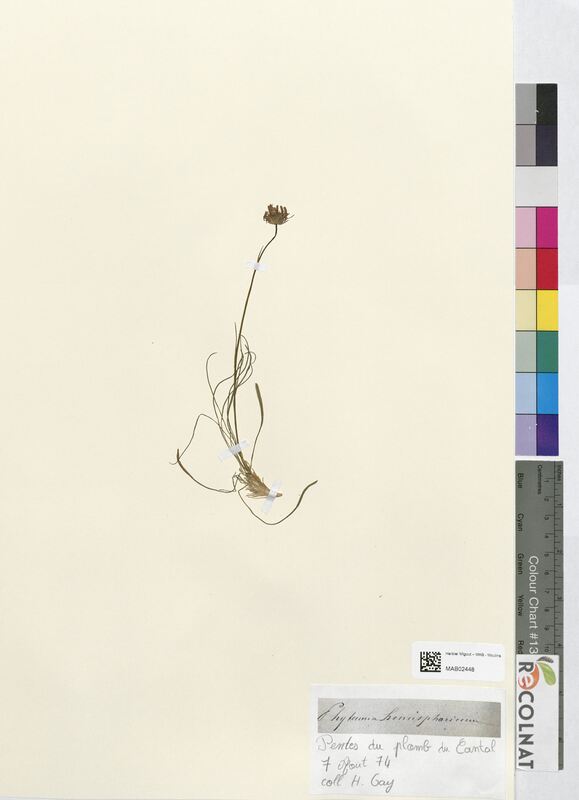 Phyteuma hemisphaericum (Campanulaceae)