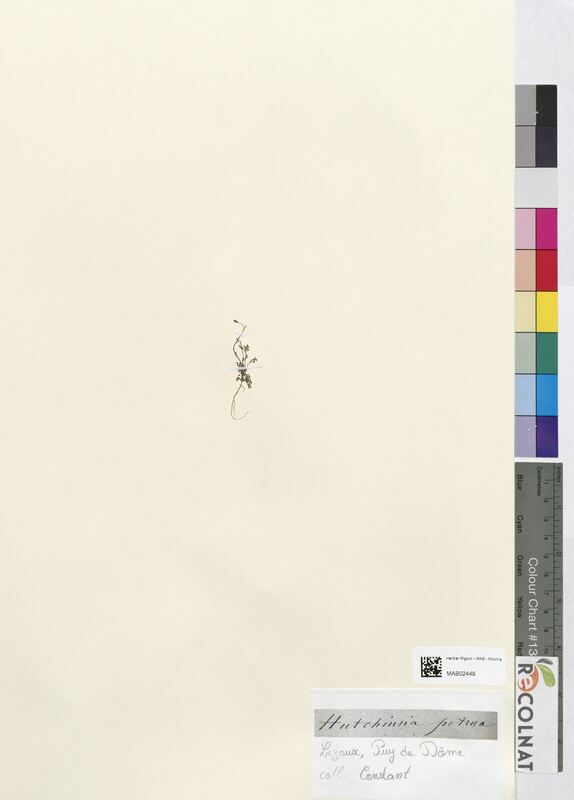 Hutchinsia petraea (Brassicaceae)