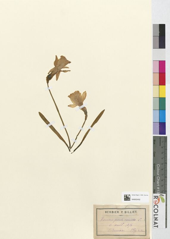 Narcissus pseudo-narcissus (Amaryllidaceae)