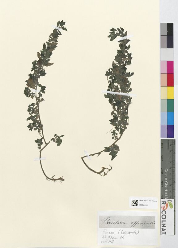 Parietaria officinalis (Urticaceae)