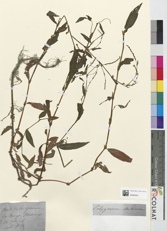 Polygonum dubium (Polygonaceae)