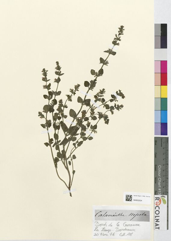 Calamintha nepeta (Lamiaceae)