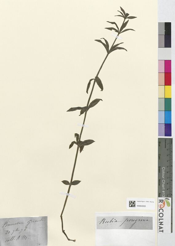 Rubia peregrina (Rubiaceae)