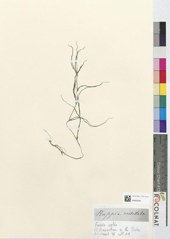 Ruppia rostellata (Ruppiaceae)