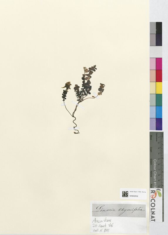 Linaria thymifolia (Plantaginaceae)