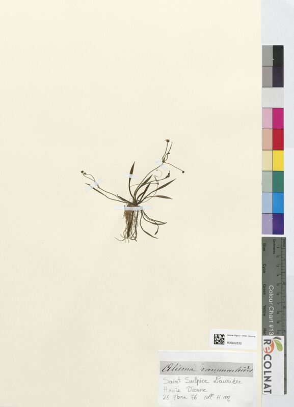 Alisma ranunculoides (Alismataceae)