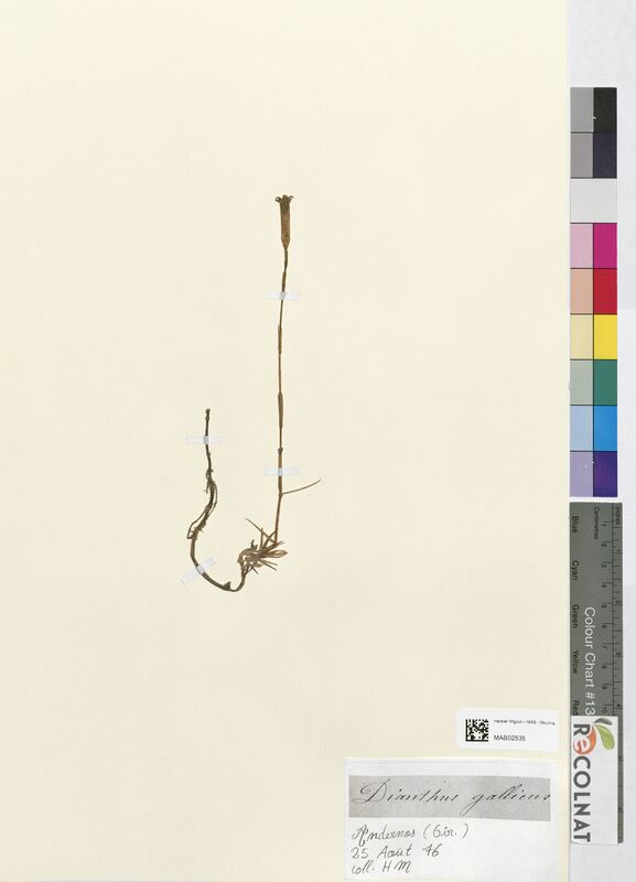 Dianthus gallicus (Caryophyllaceae)