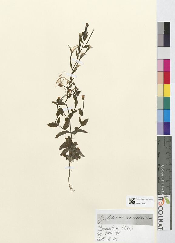 Epilobium montanum (Onagraceae)
