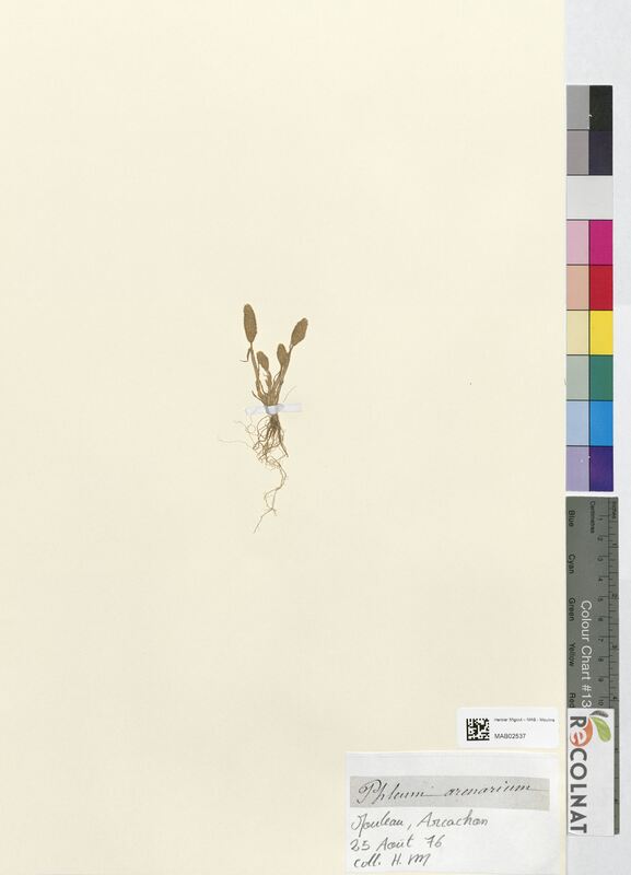 Phleum arenarium (Poaceae)