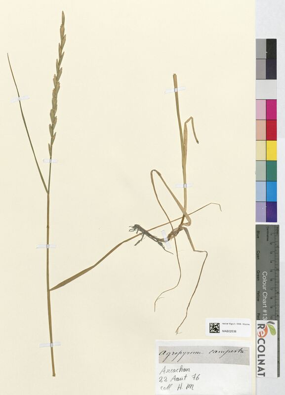 Agropyrum campestre (Poaceae)