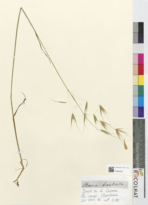 Avena barbata (Poaceae)