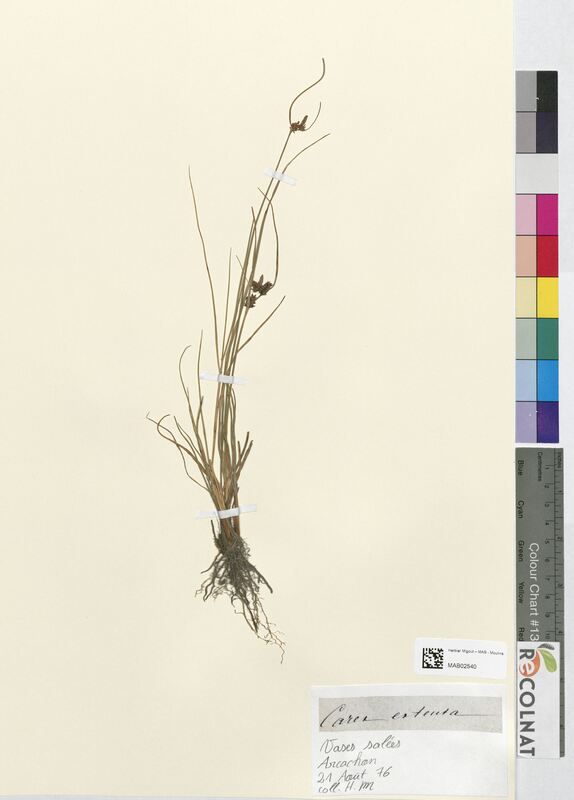 Carex extenta (Cyperaceae)