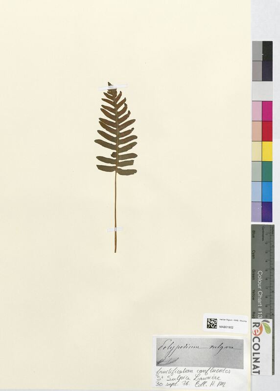 Polypodium vulgare (Polypodiaceae)