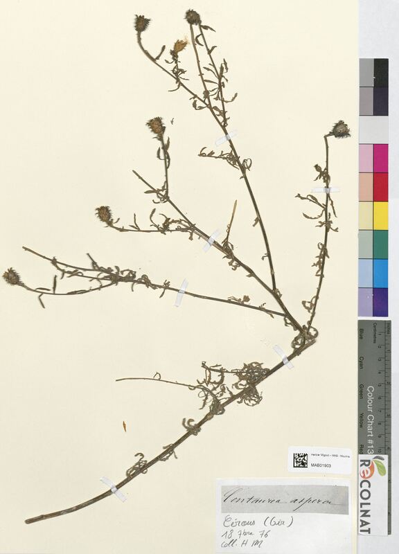 Centaura aspera (Asteraceae)