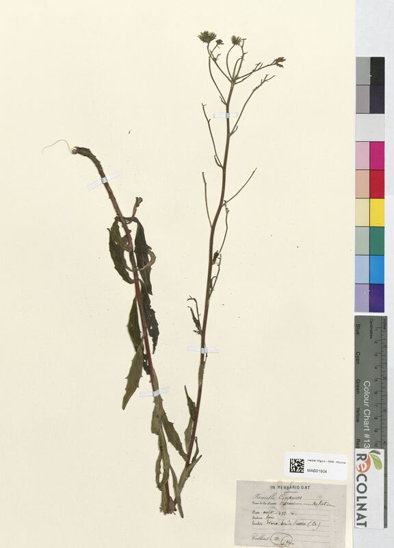 Hieracium umbellatum (Asteraceae)