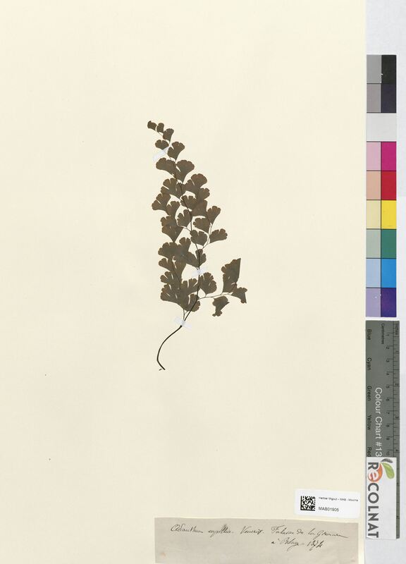 Adiantum capillus-veneris (Pteridaceae)