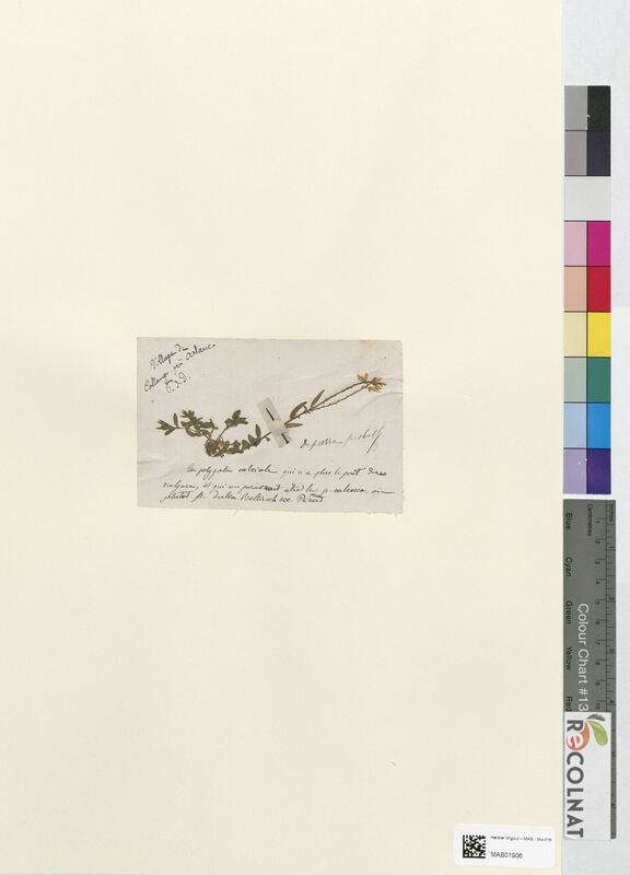 Polygonum calciole (Polygonaceae)