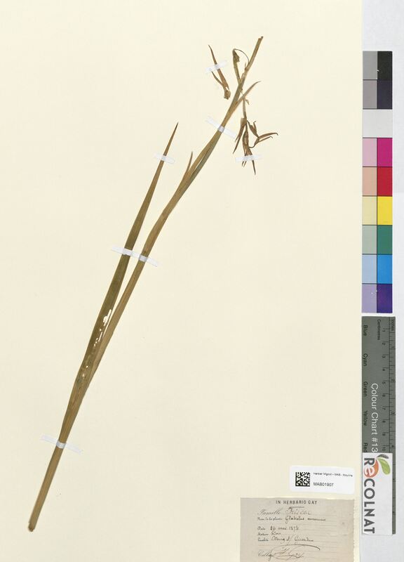 Gladiolus communis (Iridaceae)