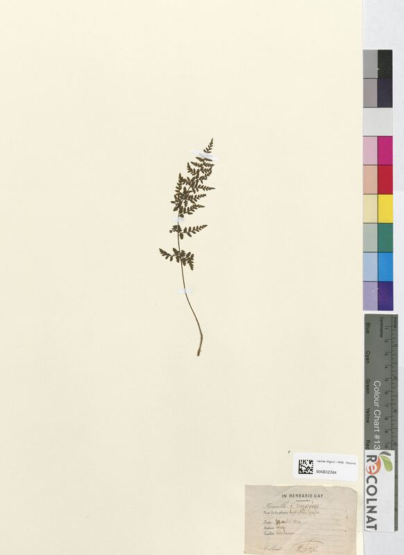 Cystopteris fragilis (Cystopteridaceae)