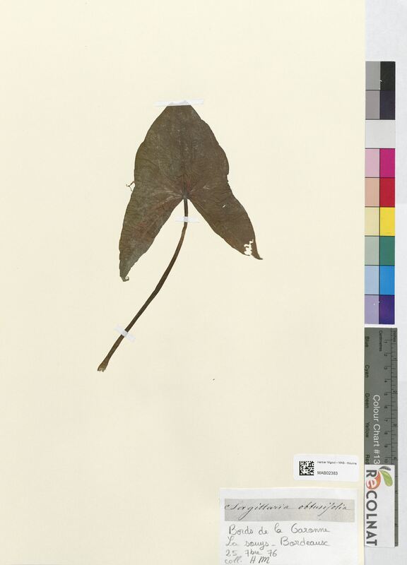 Sagittaria obtusifolia (Alismataceae)