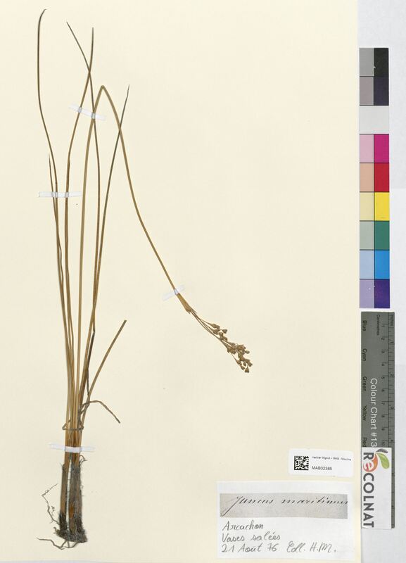 Juncus maritimus (Juncaceae)