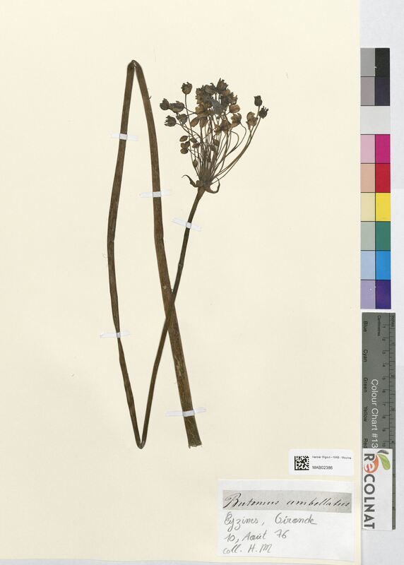 Butomus umbellatus (Butomaceae)