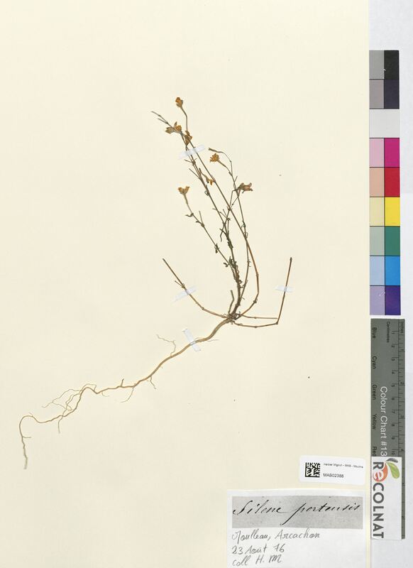 Silene portensis (Caryophyllaceae)