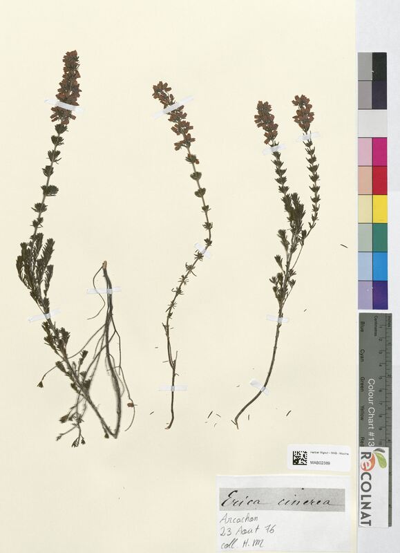 Erica cineare (Ericaceae)