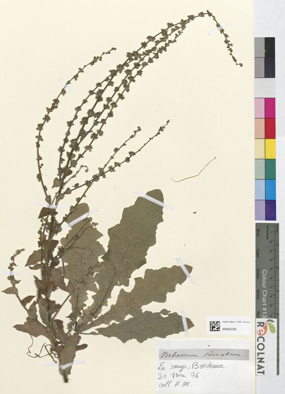 Verbascum sinuatum (Scrophulariaceae)